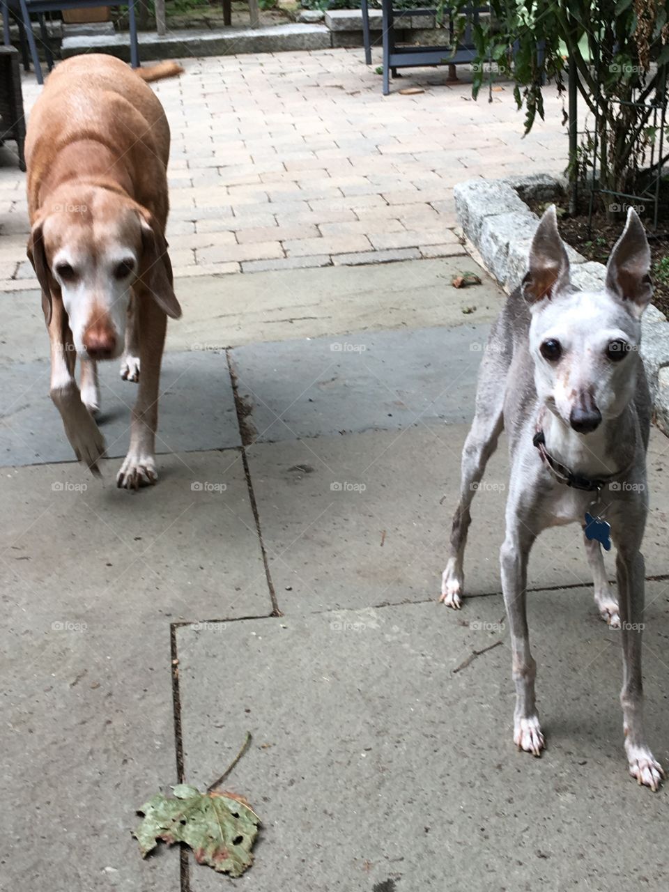 Vizsla & Italian Greyhound, older now & so lovable🐾💞They are walking towards me, from the backyard.