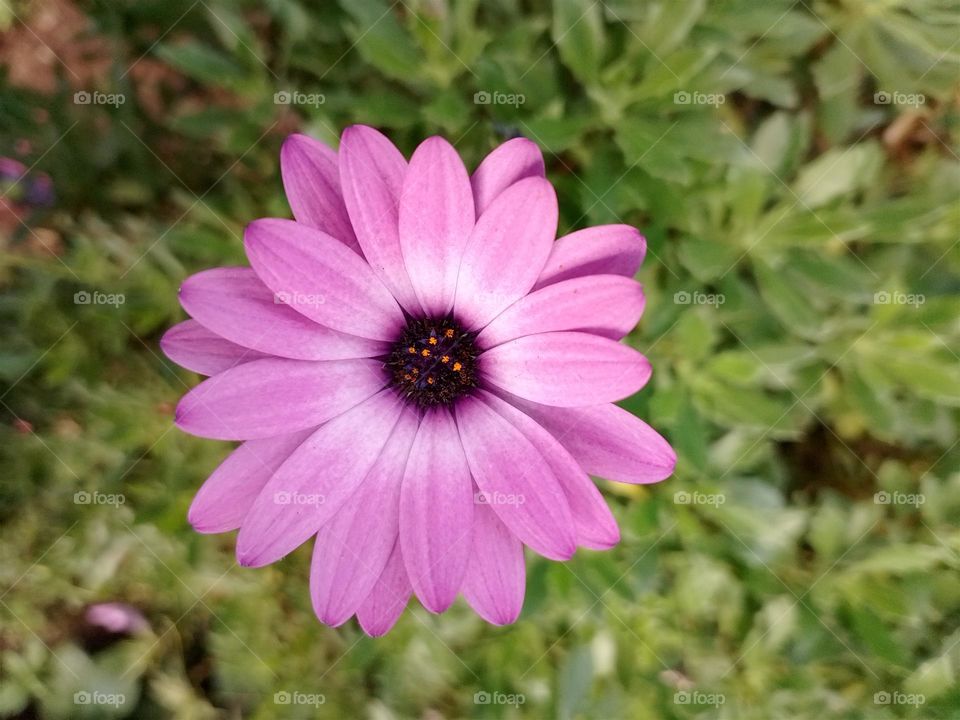 💜🟣  Daisy  🙂