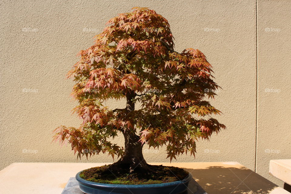 chinese maple bonsai