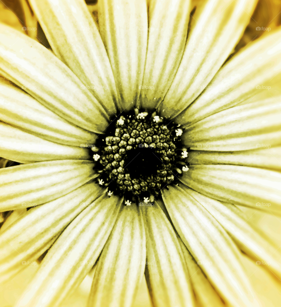 yellow flower splash symmetry by probie15