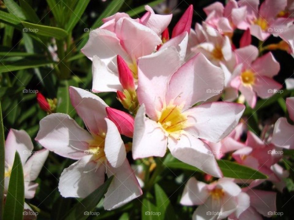 Light pink flowers