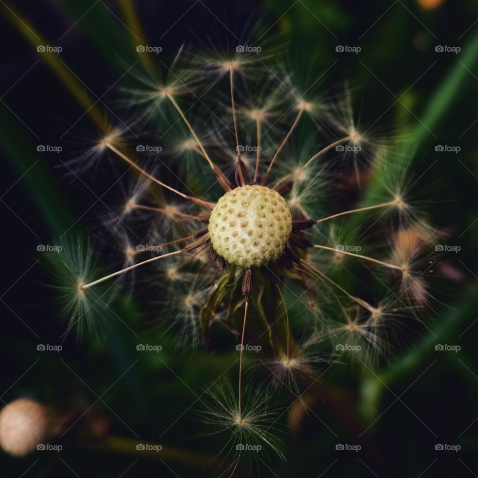 Dandelion