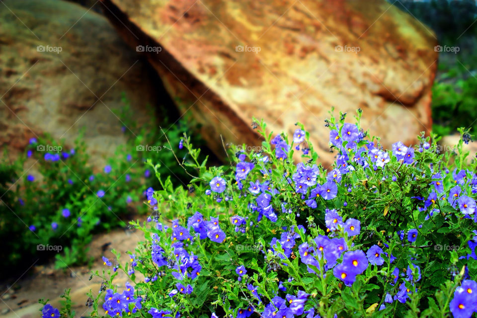 spring flowers field flora by hlehnerer