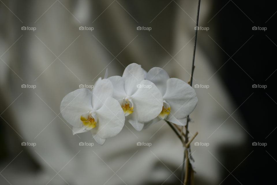 Orchid Flowers in the foreground