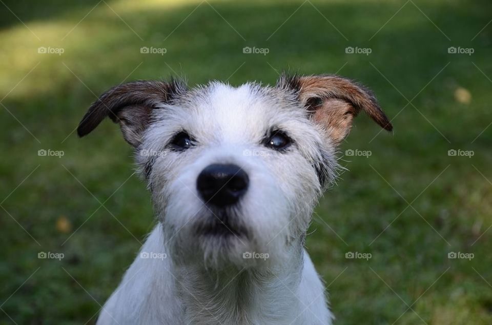 Jack Russel Terrier