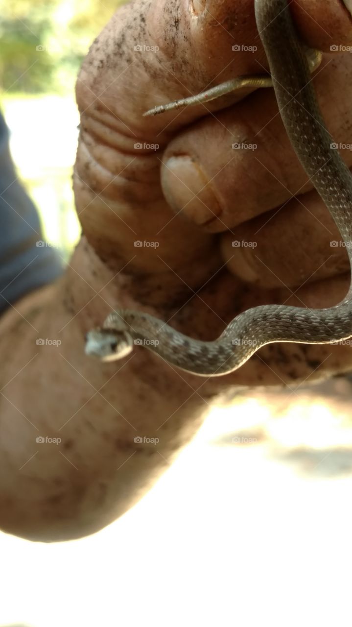 Snake, No Person, Nature, Reptile, Wildlife