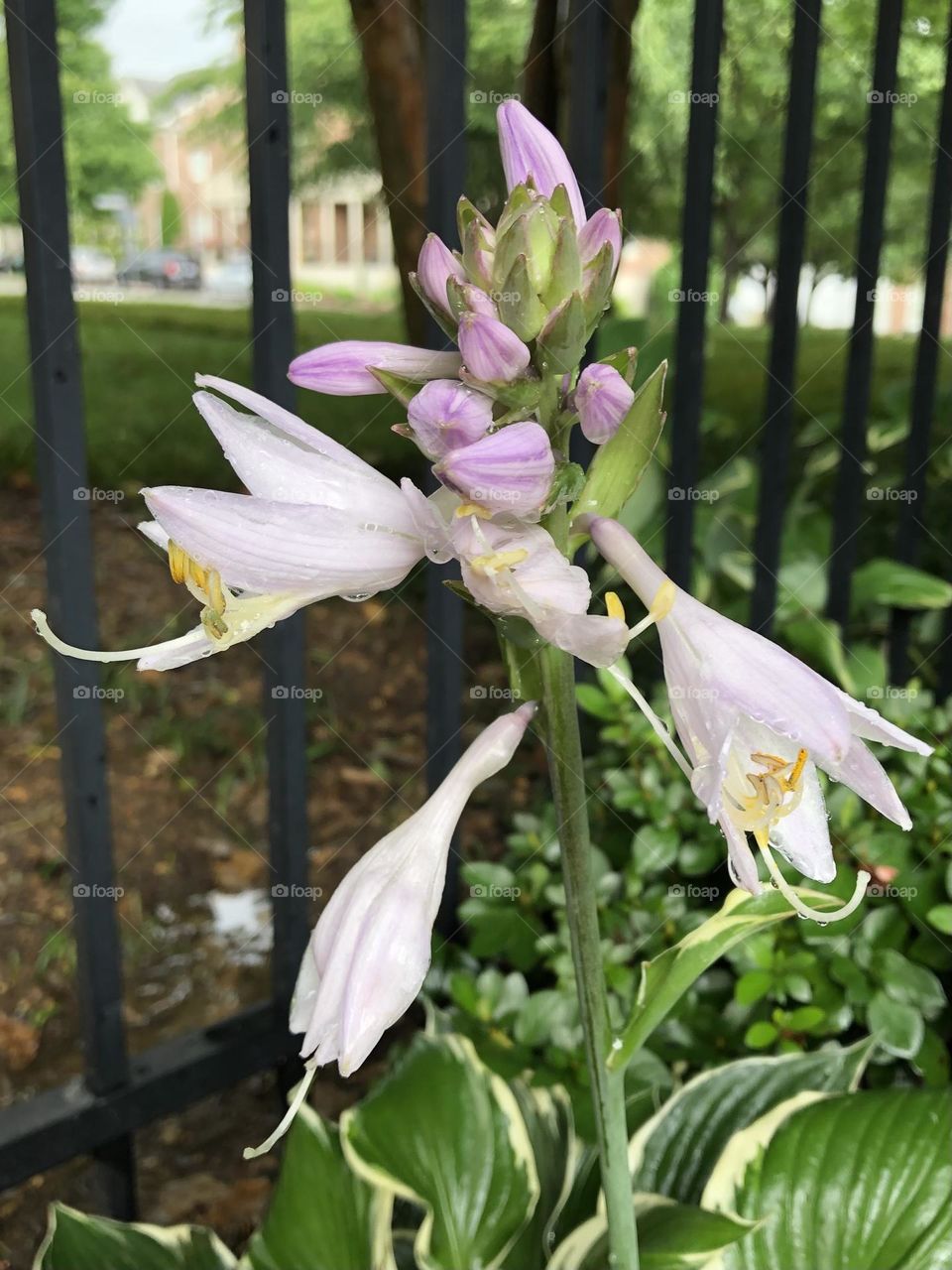 Hosta flower