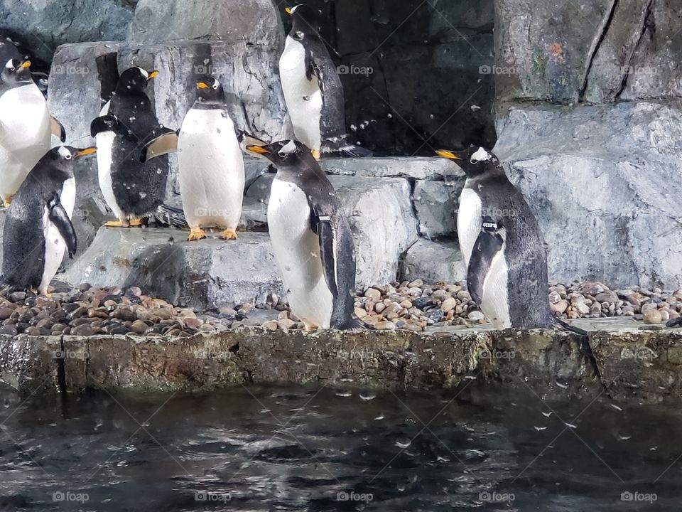 penguins