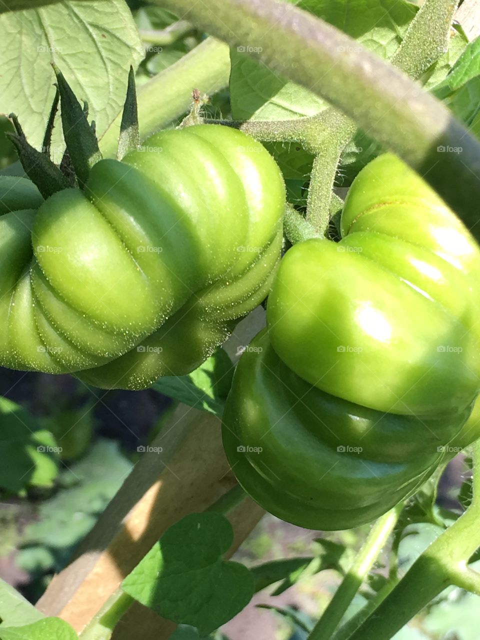 Green Heirloom Tomatoes 