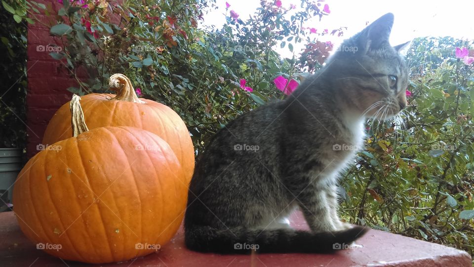 Kitten sitting by pumpkins