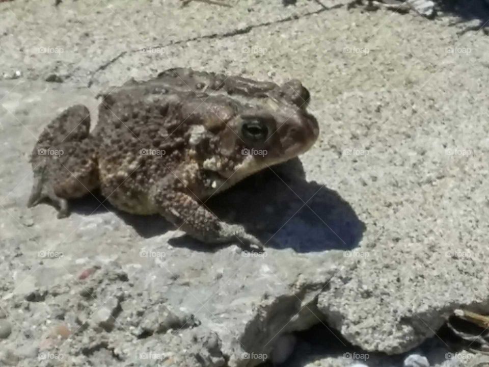 toad