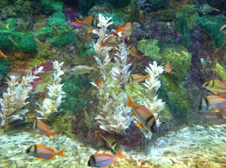 Aquarium at SeaWorld