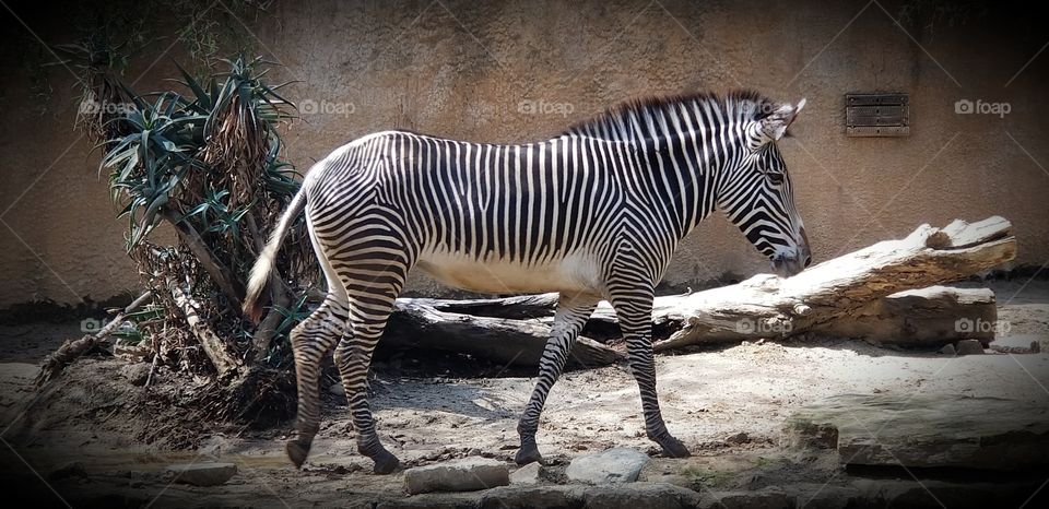 zebra style
