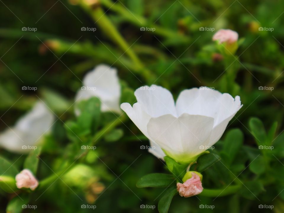 flowers in a garden