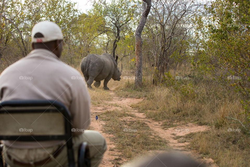 Memories of my trip in the African bushveld. Image of rhino in field with tracker sitting on open game drive vehicle. Image from Kruger National Park South Africa