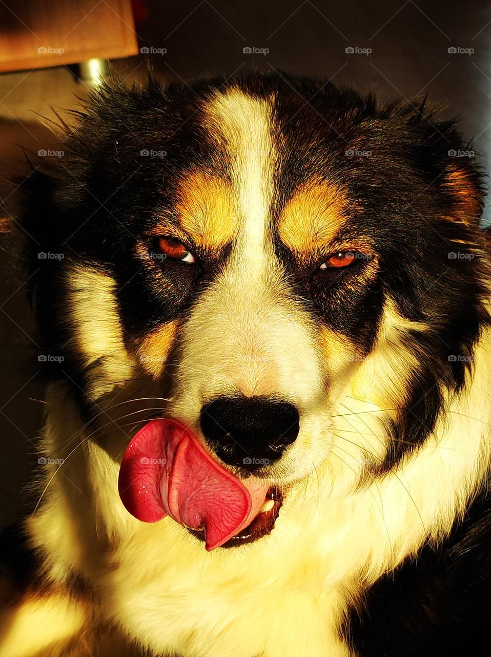 Border Colie looking in the camera, sunrise light on ger eyes