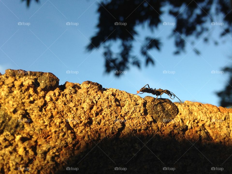 Close-up of ant on rock