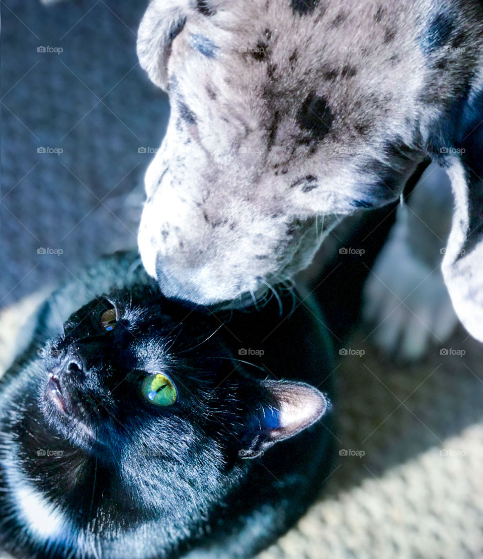 Affection amongst Adversaries; Puppy(Daniff: Great Dane and English Mastiff mix with Merle coloring) forehead kiss on Cat 
