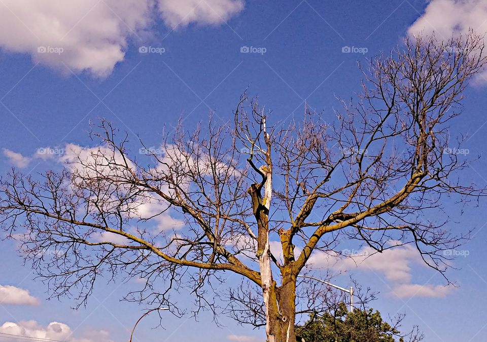 Tree, Branch, No Person, Landscape, Wood