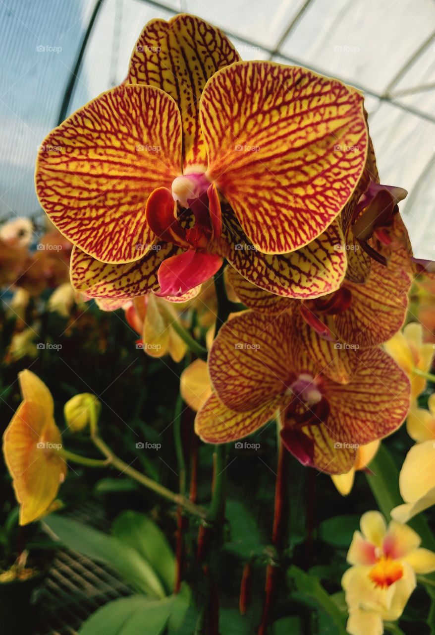 Beautiful orange orchids 