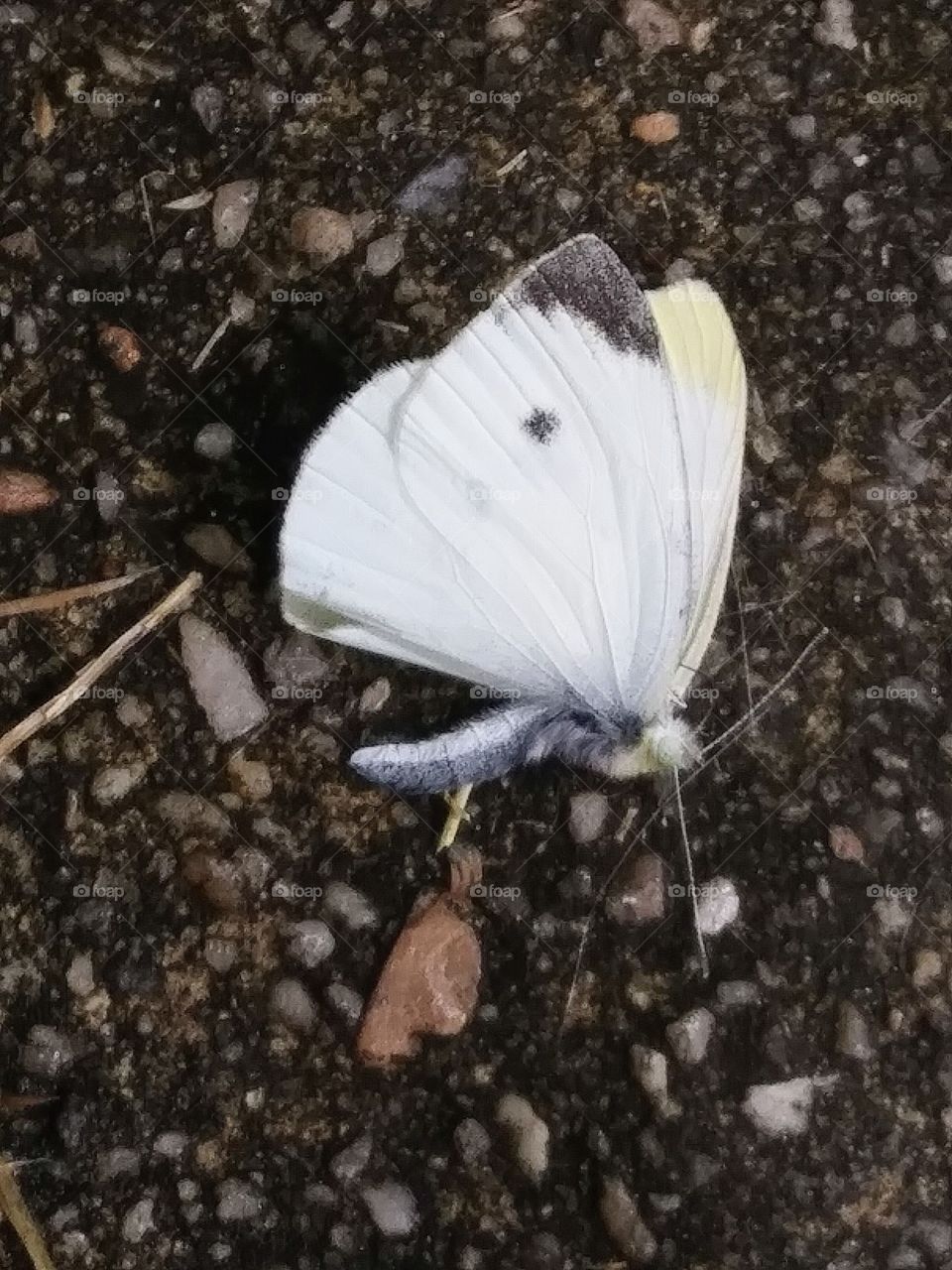 dead butterfly