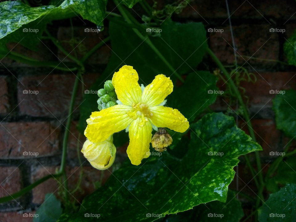 flower yellow