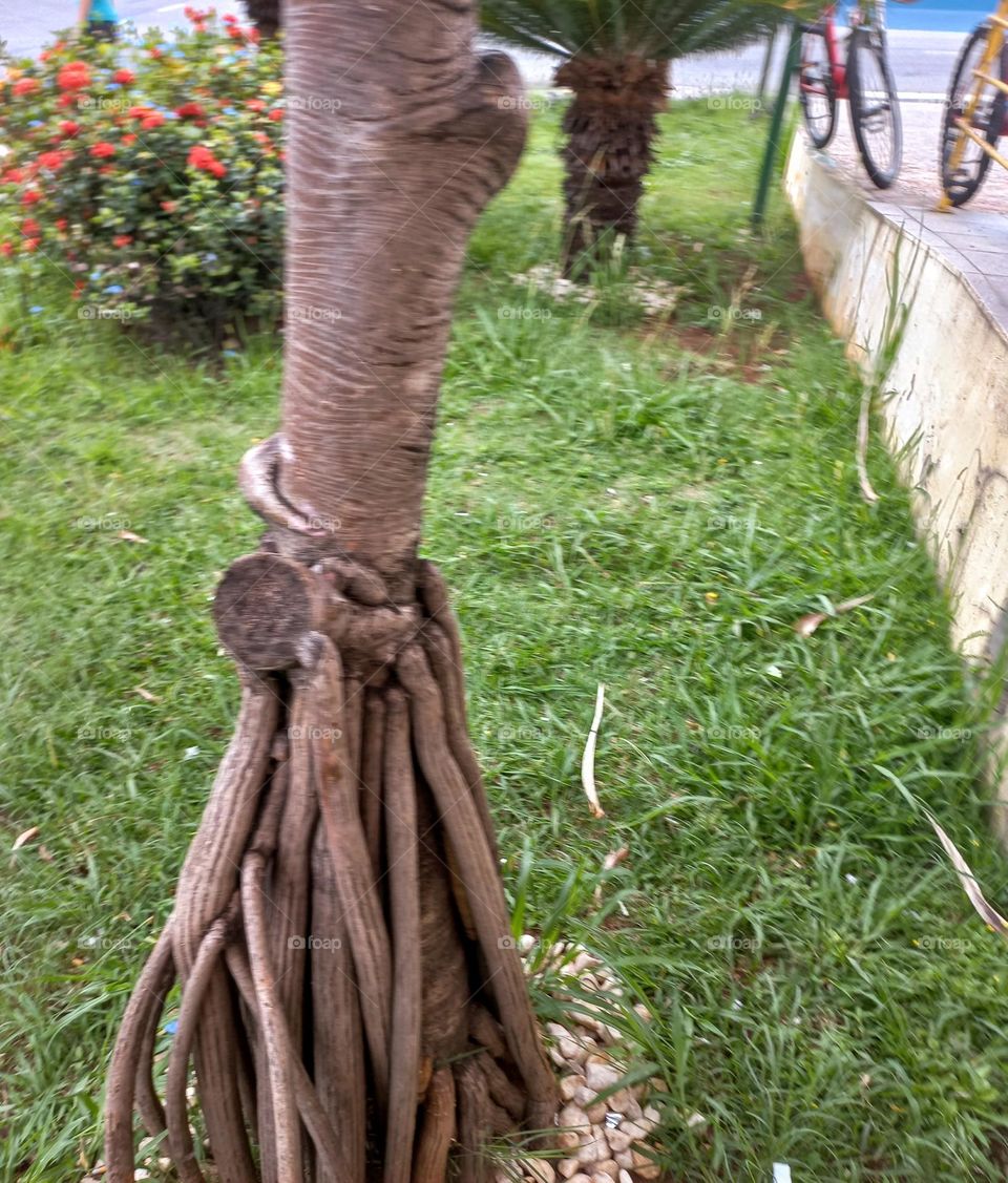 A beleza dos cipós entrelaçados ornamentando o jardim da calçada  com o seu caule retorcido