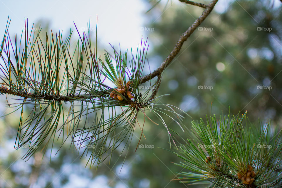 Close-up of pine tree