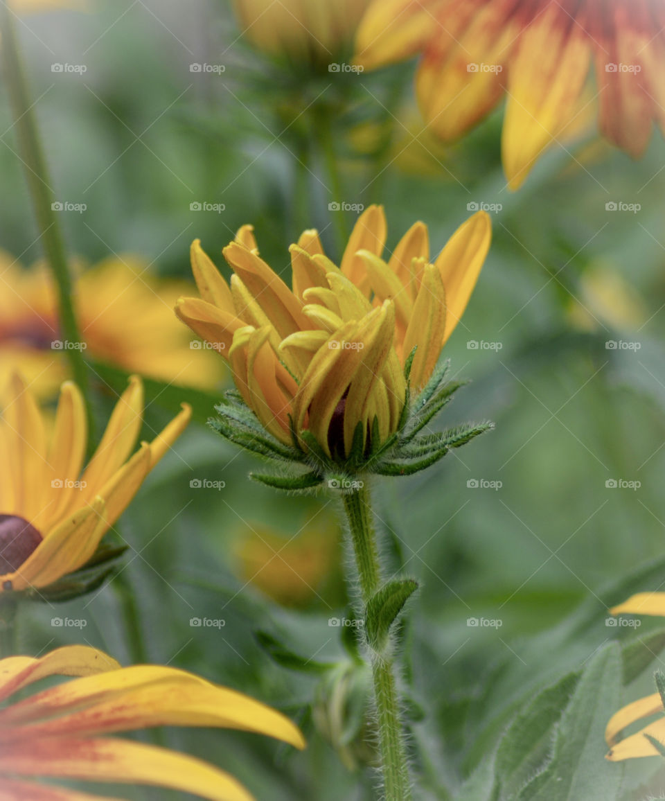 black eyed Susan blooming