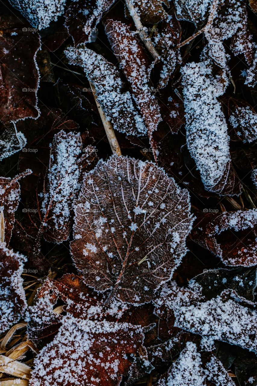 Laced in Ice. 