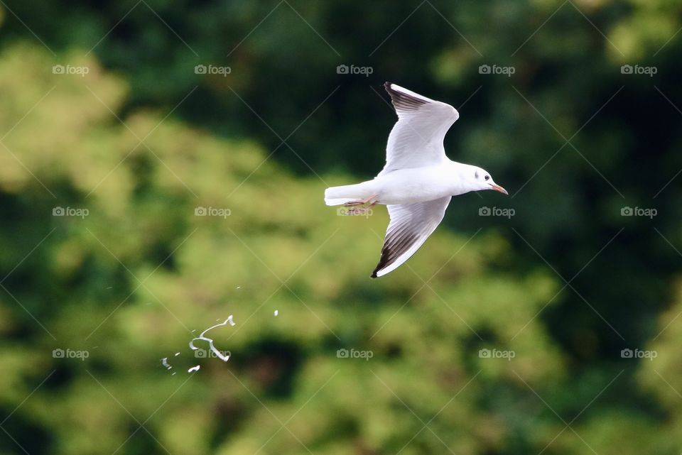 seagull in flight 😂