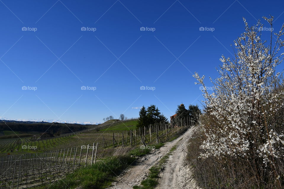 Country lane with flowered trees and blue sky in spring