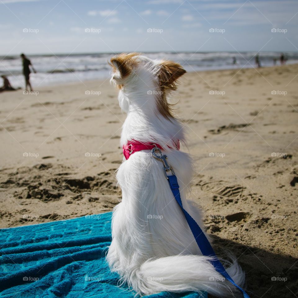 Cute white dog at the beach.