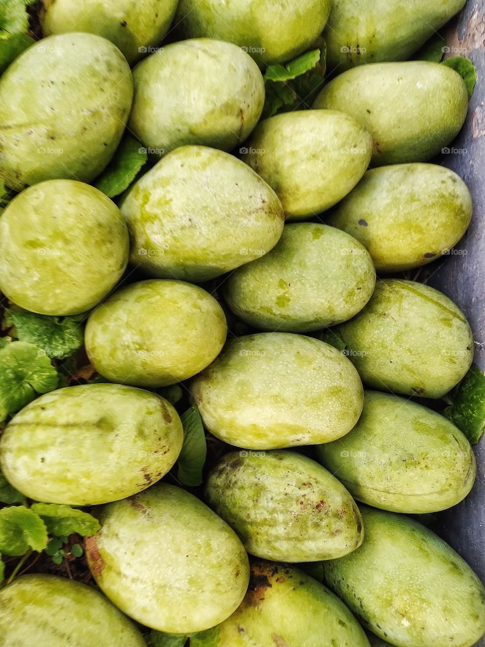 Who says mango is ordinary, mango is a extraordinary fruit.
 