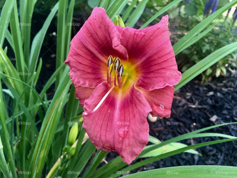 Red lily flower 