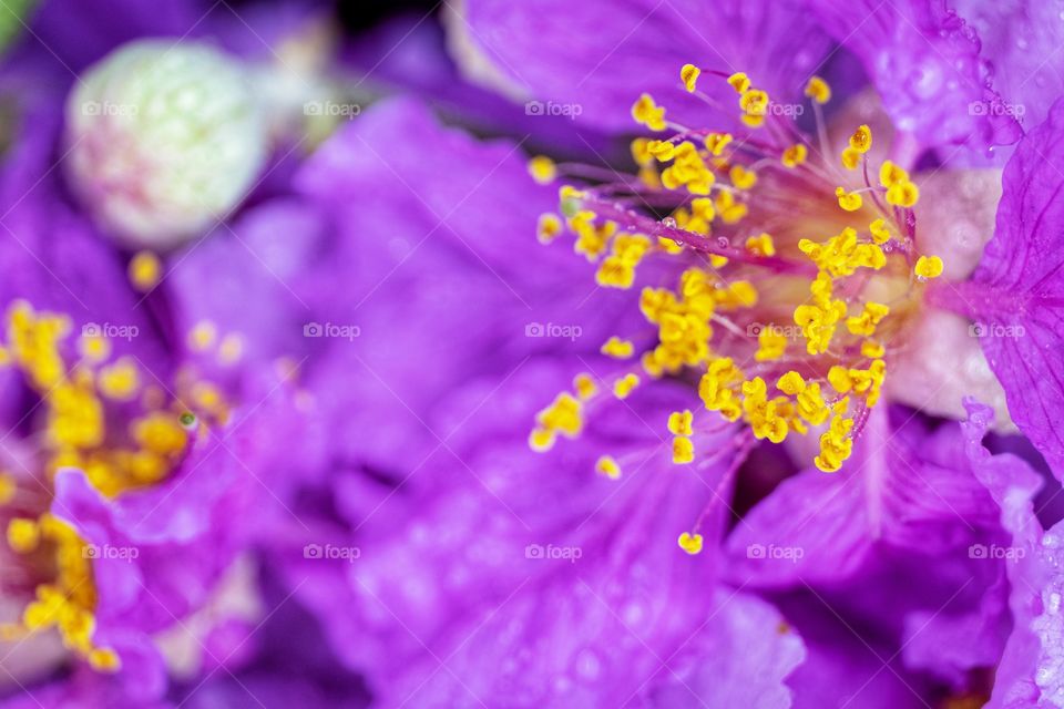 Close up beauty flower