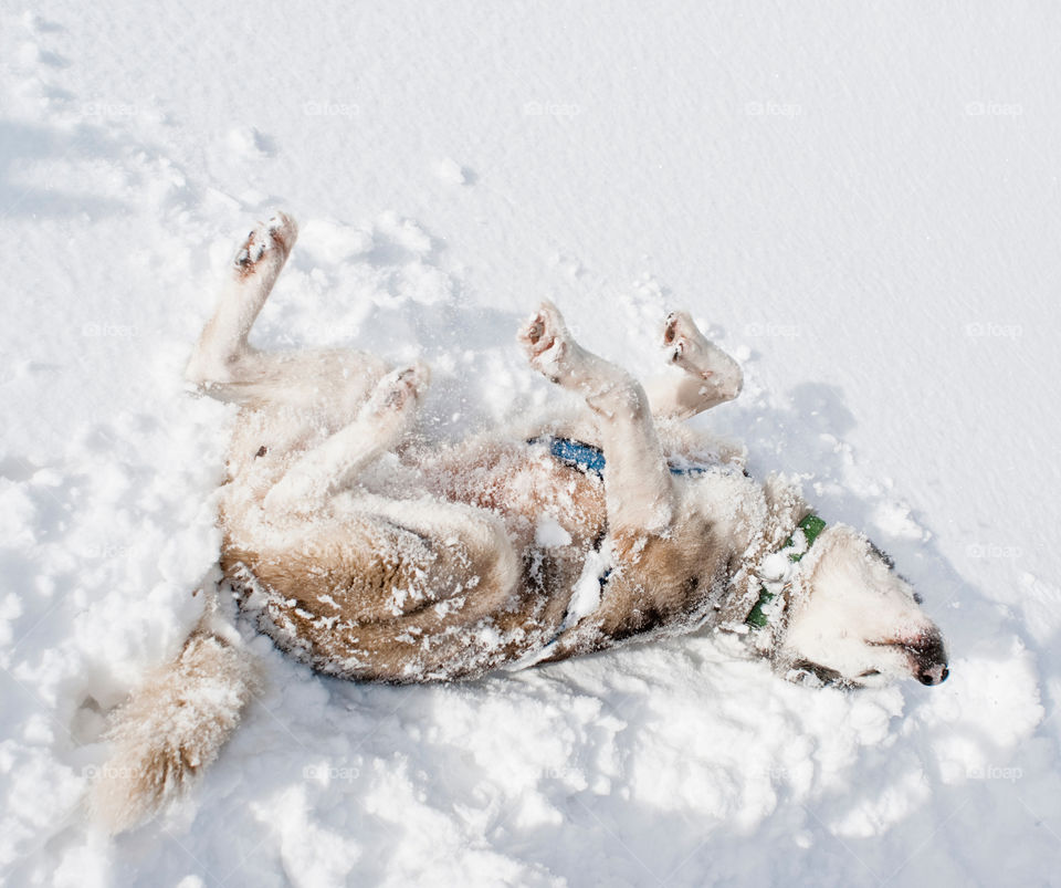 Playful dog playing in sow