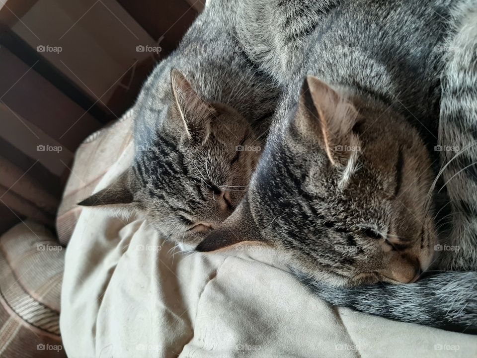 Спите  мои  кошечки!