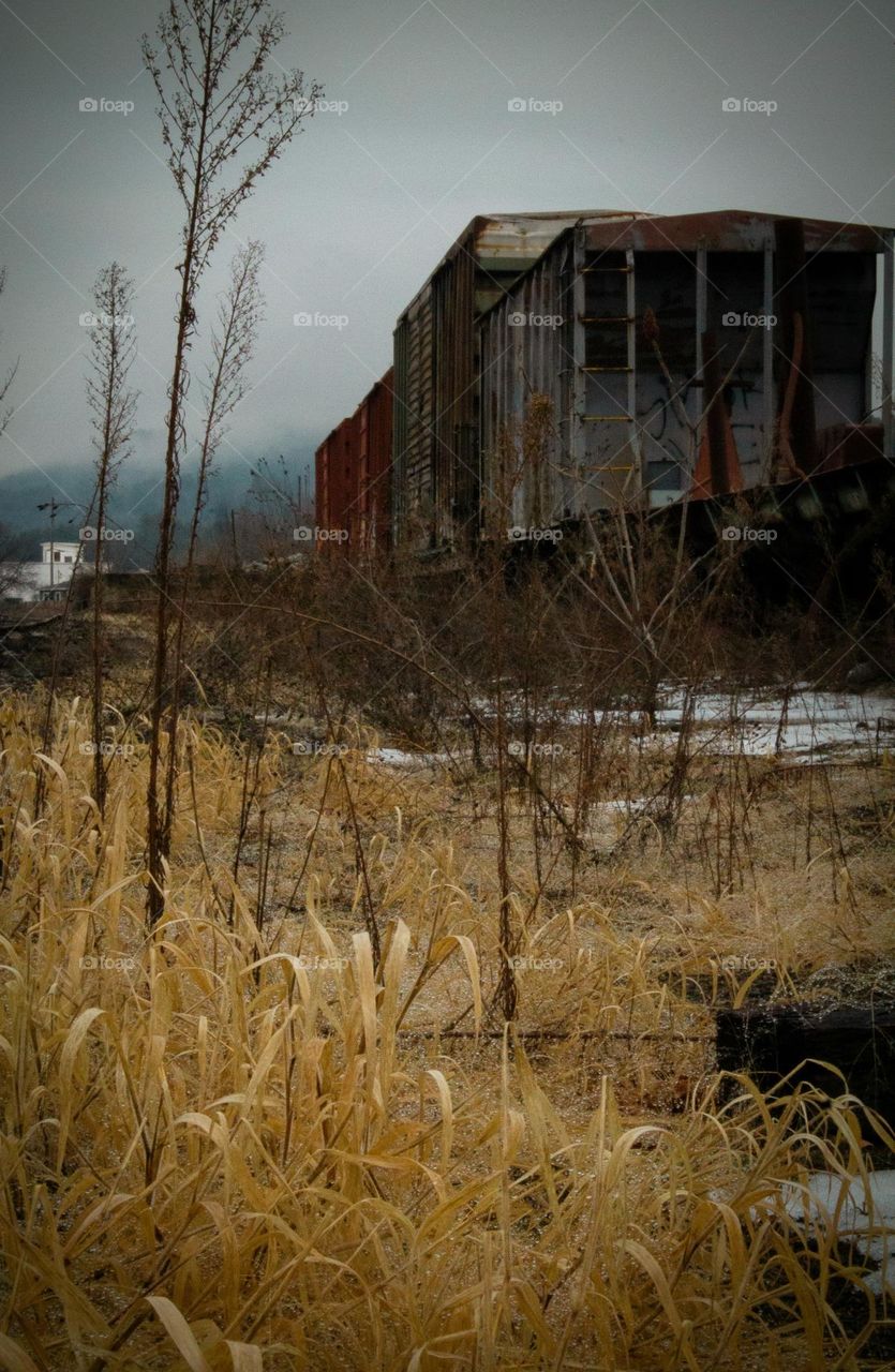Rusty retired train cars sitting the the train yard surrounded by golden grasses during winter in New England.