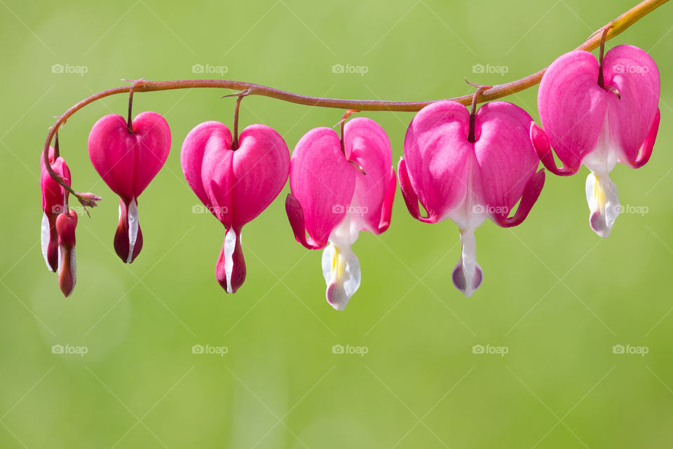 Pink bleeding heart flower in fair weather 