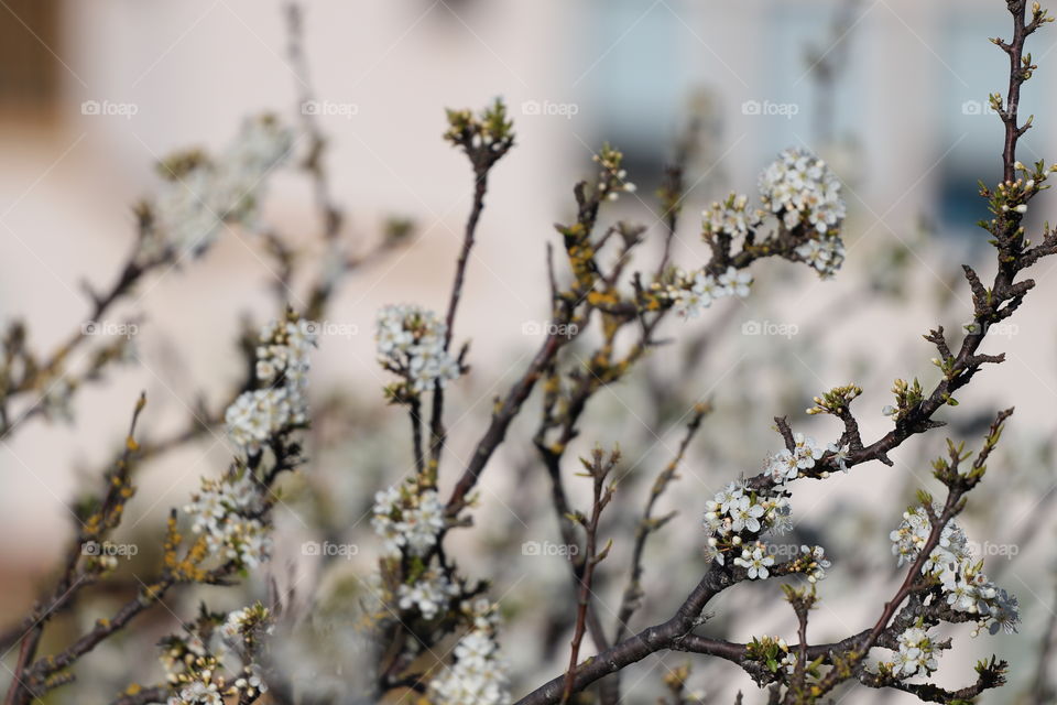 Apple tree blossoms in early spring