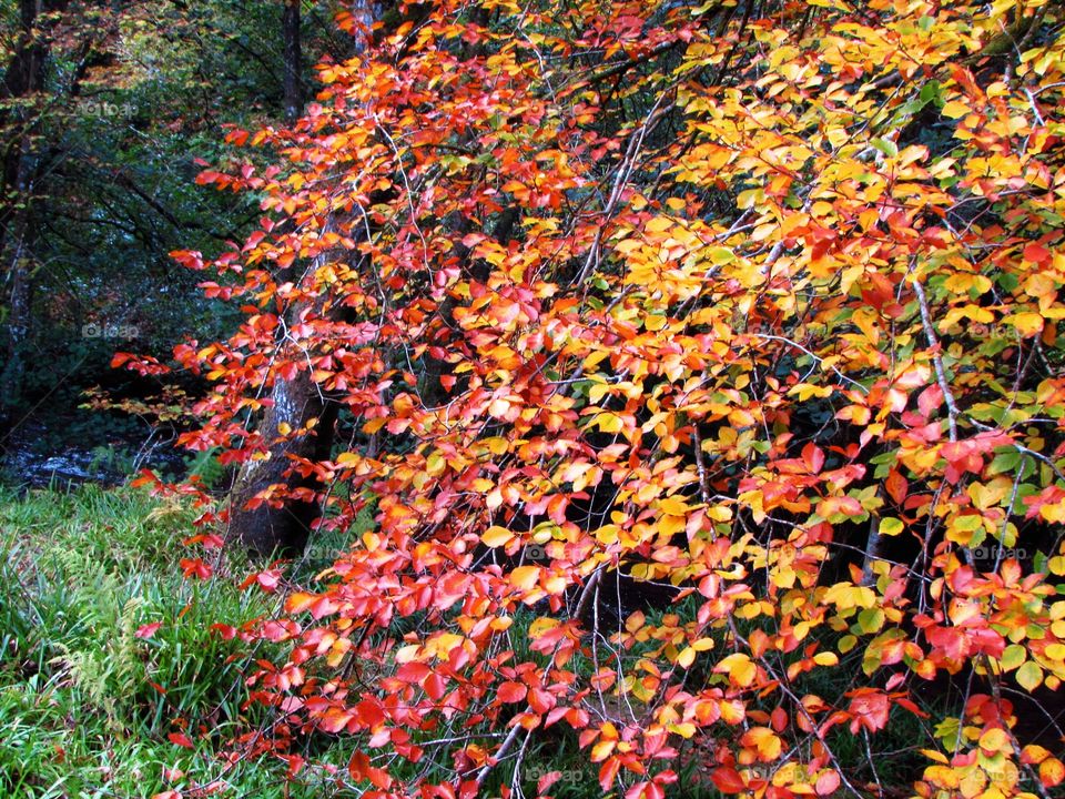 a gorgeous cascade of red, yellow and orange leaves