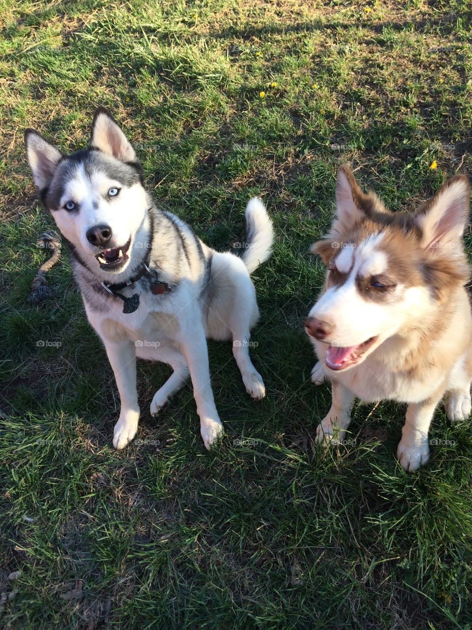 Incredible husky dog