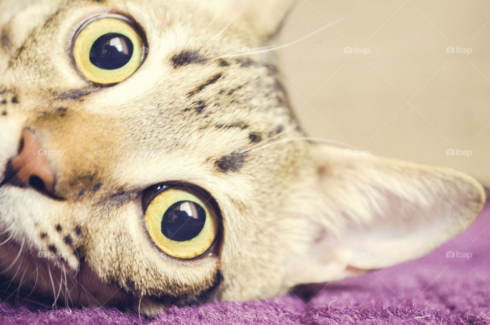 Kitten Lying on the Carpet 