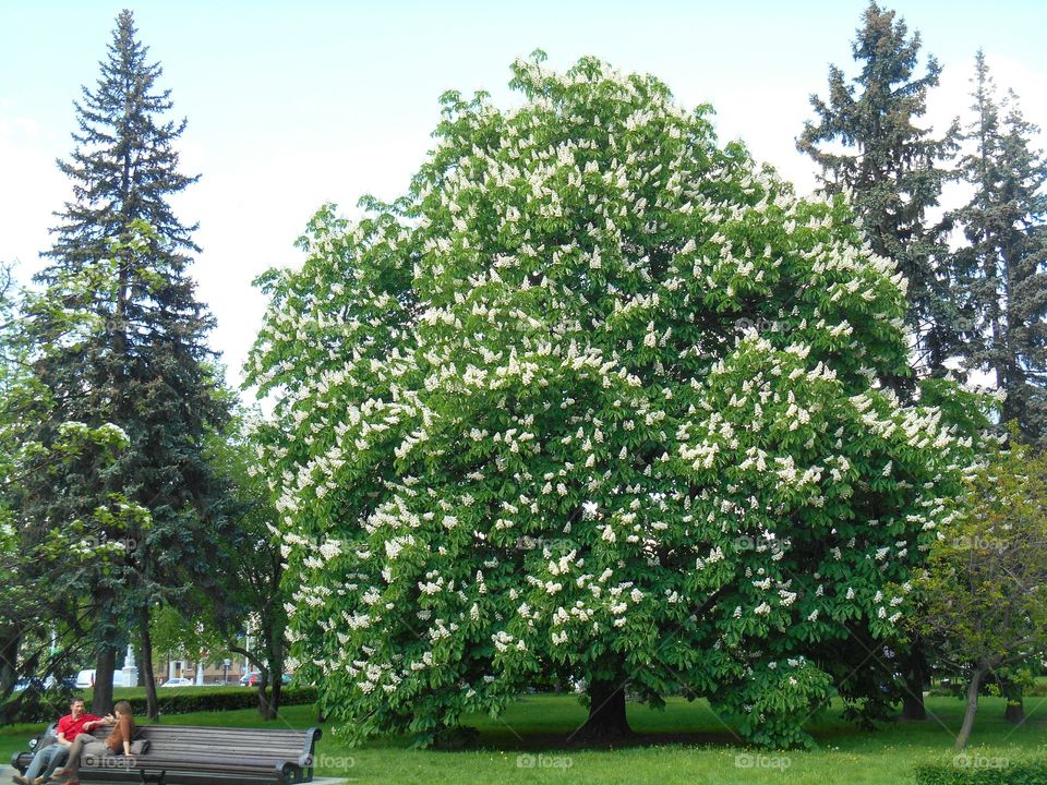 Tree, Nature, Leaf, Park, Landscape