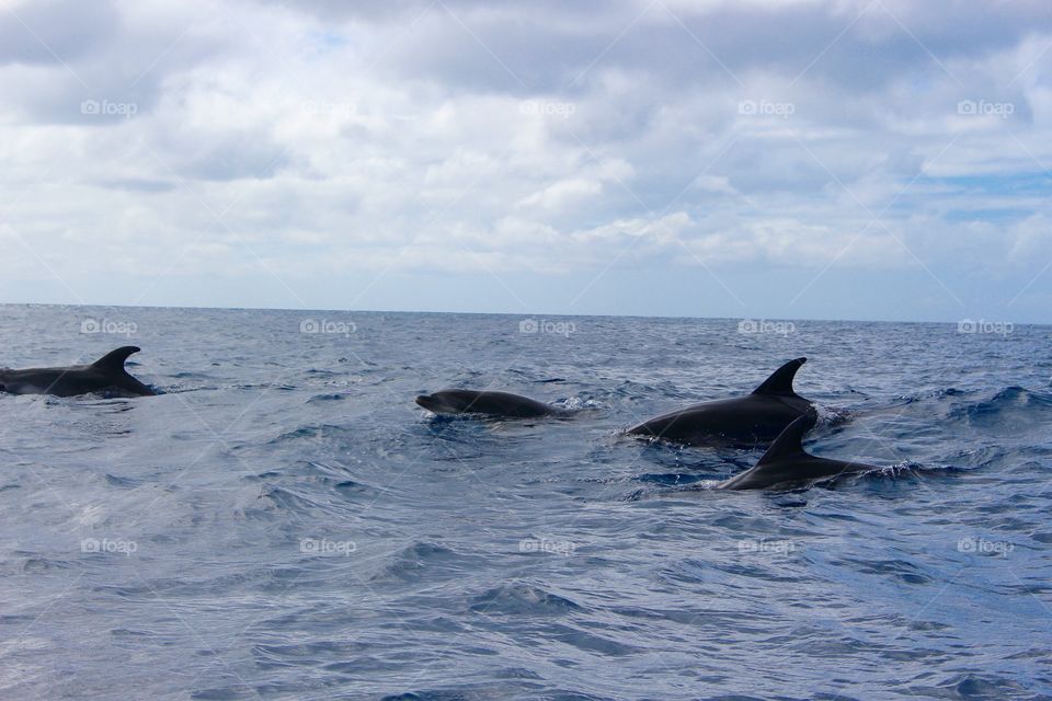 Dolphins