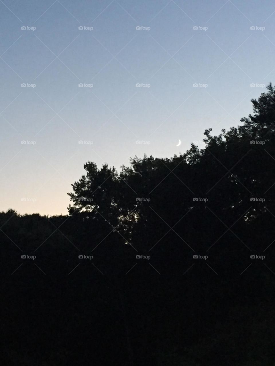 Resting in the trees 🌒