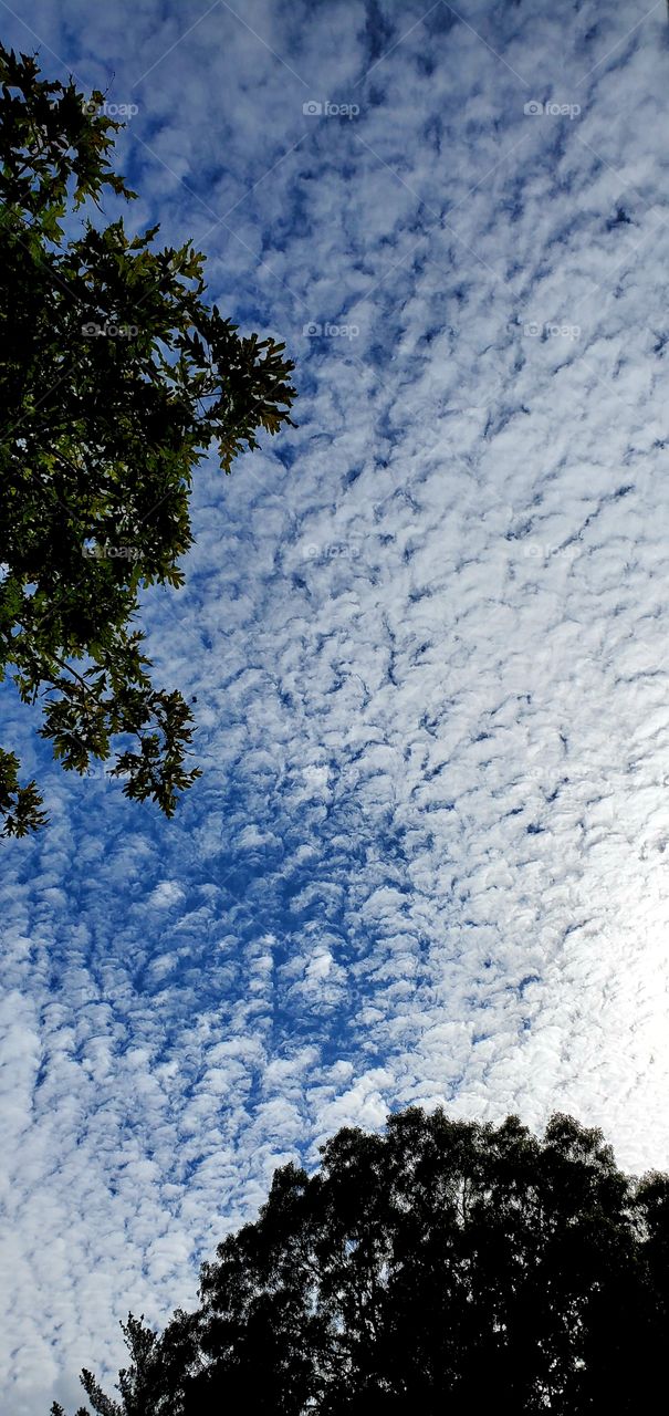 Cloud formation on blue sky background, looking up with leafy tree branches framing it.