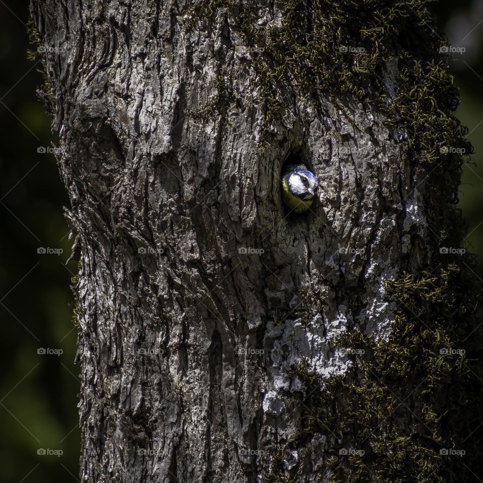 Eurasian Blue Tit peaks out of a tree hollow.