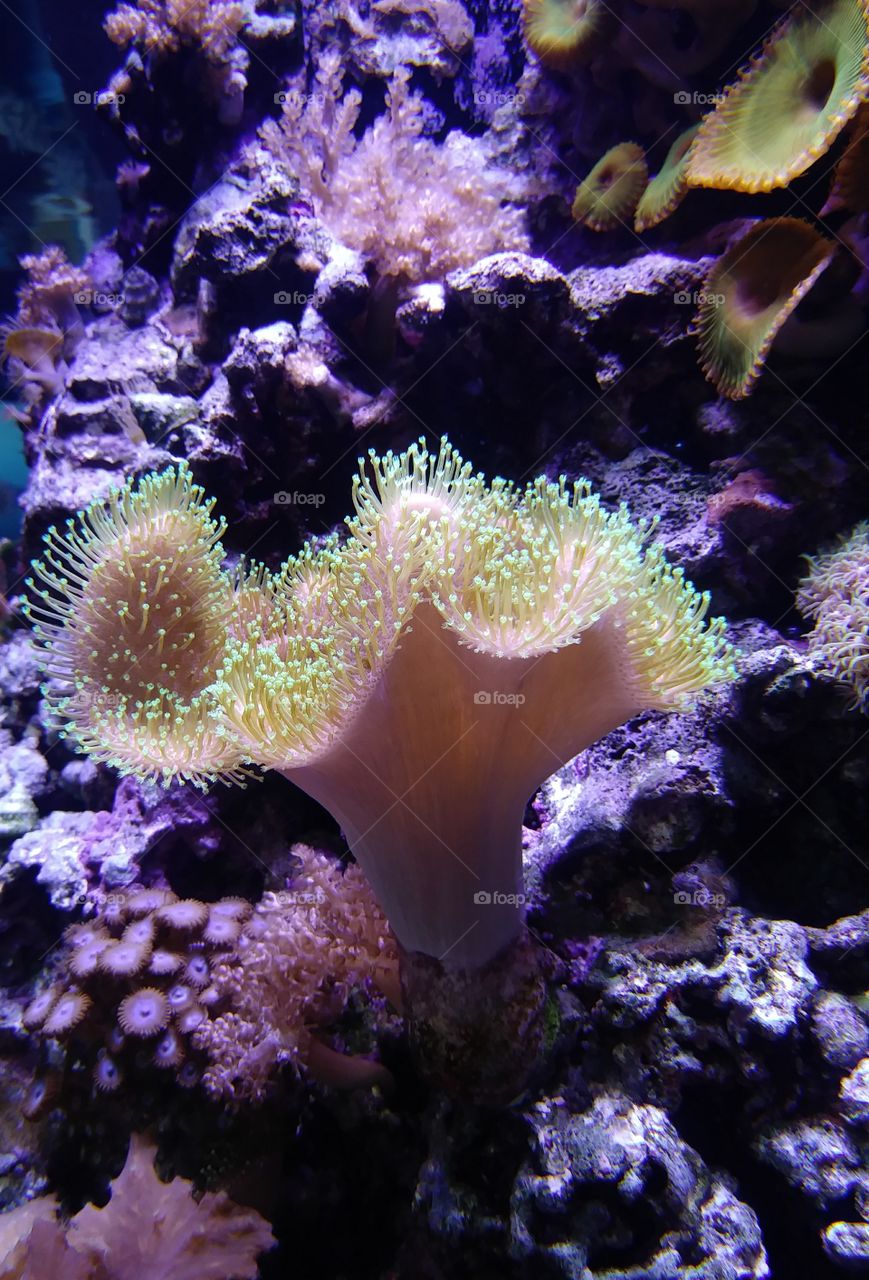 Living coral/aquarium
